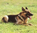 Adestramento de cães em Campo Grande - RJ